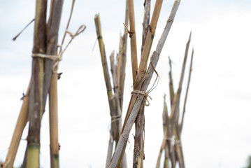 detail of cane bundles with the sky in the background, four canes forming a tepee structure to tie the tomato plants and bower them.