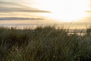 Fototapeta premium Breathtaking Golden Sunset over Beach with Helmgrass
