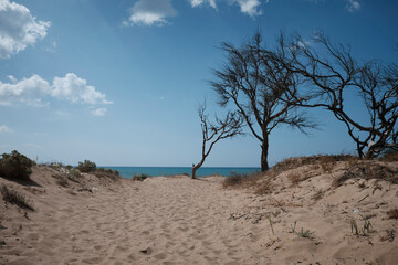 Fototapeta na wymiar alberi sulla spiaggia