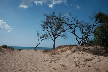Fototapeta na wymiar alberi sulla spiaggia