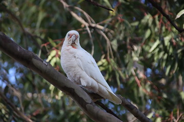 Little Corella (Cacatua sanguinea), aka Short-billed Corella, Casey Fields, Cranbourne, Melbourne, Victoria, Australia.