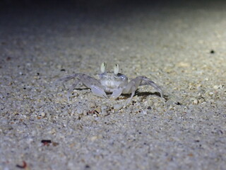 Crap on a dark beach