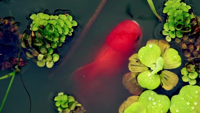 Overhead view of a lionhead goldfish or Carassius auratus swimming to the surface among the floating duckweed