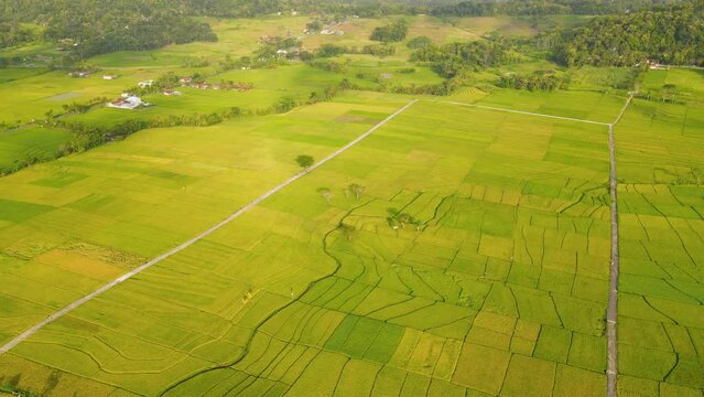 Fly over Picturesque rice field on the rural of Indonesia. Scenic tropical agricultural field. Nanggulan rice field, Kulon Progo, Yogyakarta, Indonesia - Bird eye drone footage in 4K, UHD