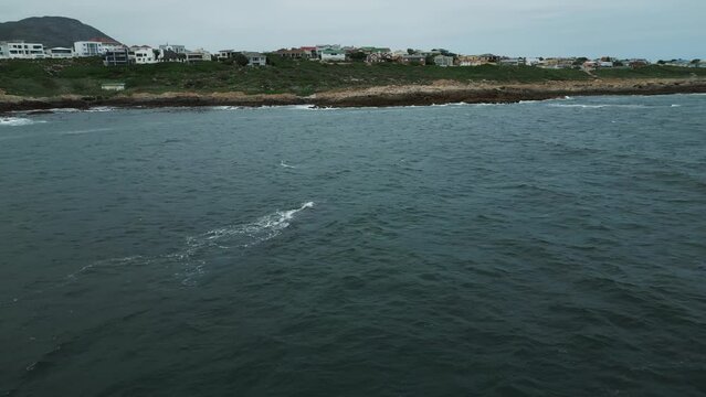 Southern Right Whale Found with Baby off the Coast of Gansbaai, South Africa