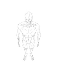 Human body anatomy male man contour , muscular system of muscles . Flat medical scheme poster of training healthcare gym outline, vector illustration. Male body muscular system sketch drawing..