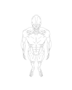 Human body anatomy male man contour , muscular system of muscles . Flat medical scheme poster of training healthcare gym outline, vector illustration. Male body muscular system sketch drawing..