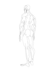 Fototapeta na wymiar Human body anatomy male man contour , muscular system of muscles . Flat medical scheme poster of training healthcare gym outline, vector illustration. Male body muscular system sketch drawing..