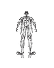 Human body anatomy male man contour , muscular system of muscles . Flat medical scheme poster of training healthcare gym outline, vector illustration. Male body muscular system sketch drawing..