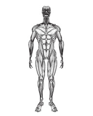 Human body anatomy male man contour , muscular system of muscles . Flat medical scheme poster of training healthcare gym outline, vector illustration. Male body muscular system sketch drawing..