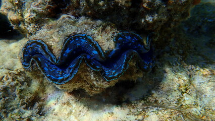 Bivalve mollusc maxima clam or small giant clam (Tridacna maxima) undersea, Red Sea, Egypt, Sharm El Sheikh, Nabq Bay
