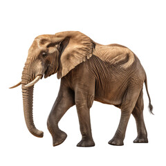 Fototapeta na wymiar elephant on a transparant background, PNG, Generative Ai