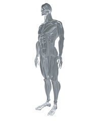 Human anatomy. Male body muscular system model. Anatomy of male muscular system - posterior and anterior view - full body. Polygonal body of man. 3D. Vector illustration.