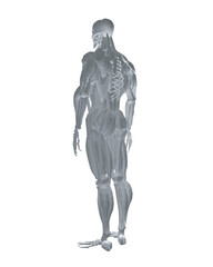 Human anatomy. Male body muscular system model. Anatomy of male muscular system - posterior and anterior view - full body. Polygonal body of man. 3D. Vector illustration.