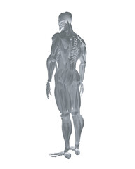 Fototapeta premium Human anatomy. Male body muscular system model. Anatomy of male muscular system - posterior and anterior view - full body. Polygonal body of man. 3D. Vector illustration.