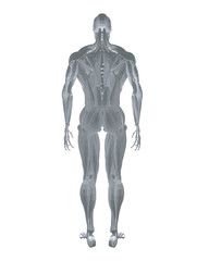 Human anatomy. Male body muscular system model. Anatomy of male muscular system - posterior and anterior view - full body. Polygonal body of man. 3D. Vector illustration.