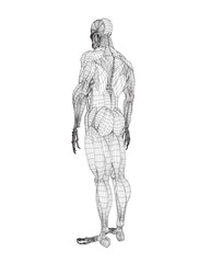 Human body anatomy male man wireframe , muscular system of muscles . Flat medical scheme poster of training healthcare gym wireframe, vector illustration. Male body muscular system sketch drawing. 3D.