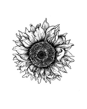 Sunflower drawing 