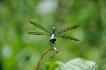 Blue Dragonfly, Babinda Boulders, Tropical far north Queensland 
