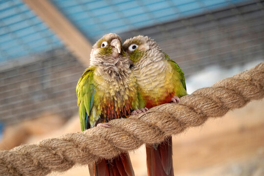 Two Maroon-Bellied Conure parrots perching on a rope