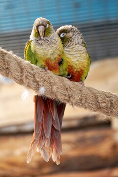Two Maroon-Bellied Conure parrots perching on a rope