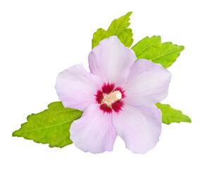 Rose Of Sharon flower isolated on transparent background. Hibiscus syriacus