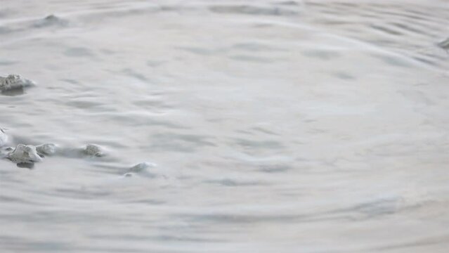 A mudskipper digs a hole in the muddy bottom of the confluence of the river with the sea, Thailand