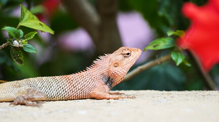 Oriental Garden Lizard closeup in colorful background