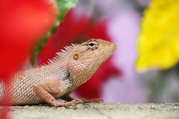 Oriental Garden Lizard closeup in colorful background