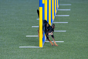Small dog breed faces the hurdle of slalom in dog agility competition.
