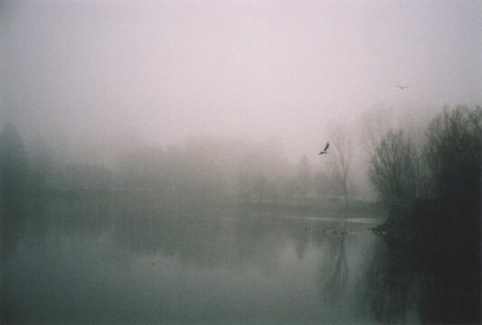 Bird Flying on the Lake in a Foggy Winter Morning. Milano, Italy. Film Photography