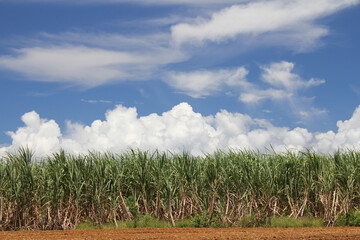 さとうきび畑　沖縄の夏