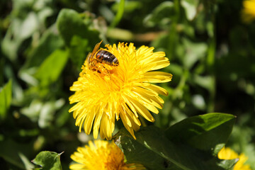 Honey bee on yellow dandelion flower in spring garden. Hardworking bees pollinate dandelion blossoms with pollen. Summer green lawn