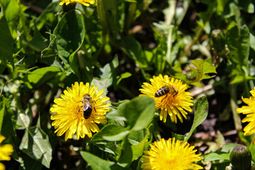 Honey bee on yellow dandelion flower in spring garden. Hardworking bees pollinate dandelion blossoms with pollen. Summer green lawn