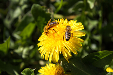 Honey bee on yellow dandelion flower in spring garden. Hardworking bees pollinate dandelion blossoms with pollen. Summer green lawn