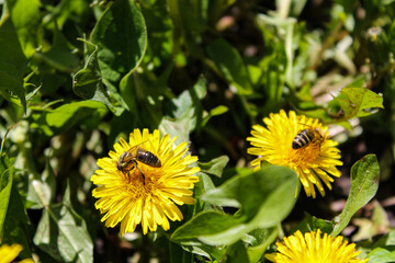 Honey bee on yellow dandelion flower in spring garden. Hardworking bees pollinate dandelion blossoms with pollen. Summer green lawn