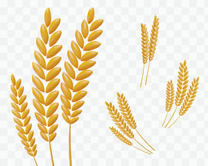 Wheat spikes of different sizes. 3D set stems with grains. Rye ear for processing. Elements for creating web design. Plant themes, grain harvest, natural raw materials