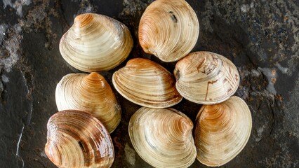 Ocean's Treasure: Exquisite Top-Down Closeup of a Fresh Clam, Revealing its Pristine Beauty