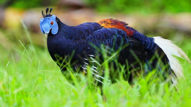 Crested Fireback Pheasant Living in green grass.