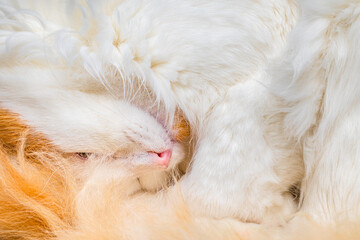 Domestic cat curled up close up shot