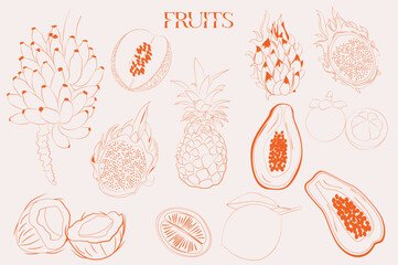 Exotic fruit collection. Tropical fruit. Pineapple, papaya, dragon fruit, banana, coconut, melon, mangosteen. Editable vector illustration.
