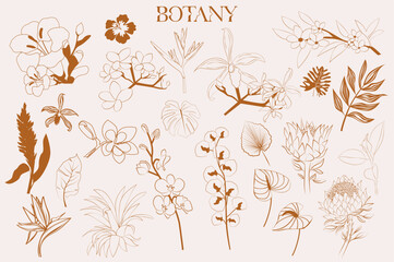 Tropical flowers and plant collection in sketch style. Editable vector illustration.