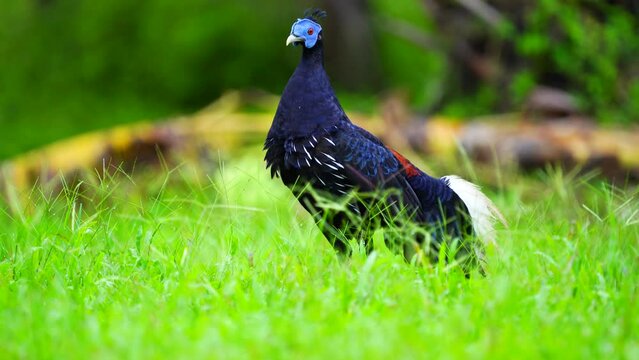 Crested Fireback Pheasant Living in green grass.