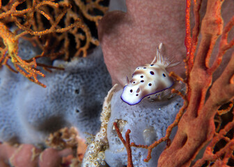 A Hypselodoris tryoni nudibranch on soft corals Boracay Island Philippines
