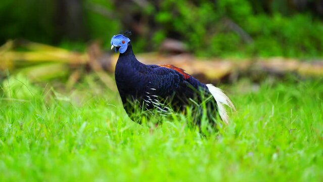 Crested Fireback Pheasant Living in green grass.