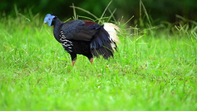 Crested Fireback Pheasant Living in green grass.