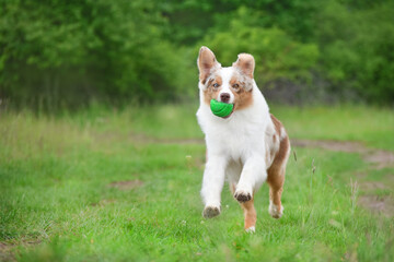 Red merle Australian Shepherd dog runs forward with a toy on the green grass in spring and looks at the camera