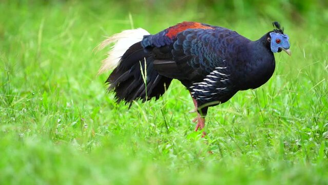 Crested Fireback Pheasant Living in green grass.