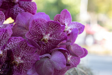 Large purple orchid flowers of the vanda coerulea variety.