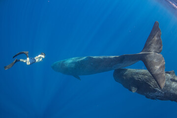 Naklejka premium Sperm whale